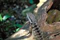 lezard 1